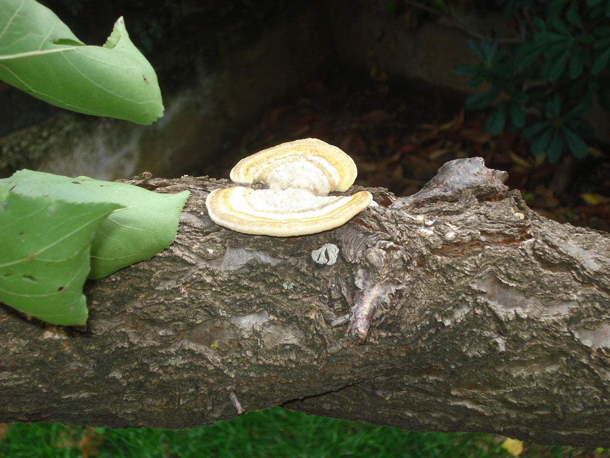 strano fungo (Trametes hirsuta)
